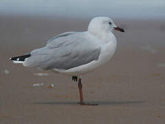 Silver Gull