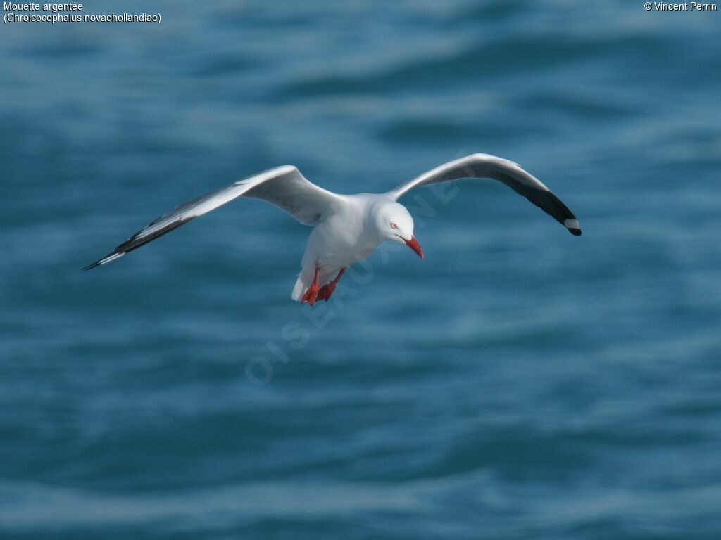 Mouette argentée