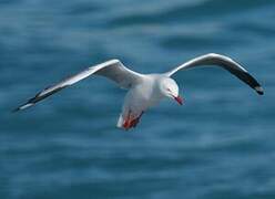 Silver Gull