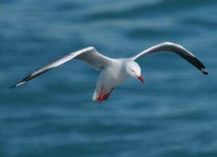 Mouette argentée