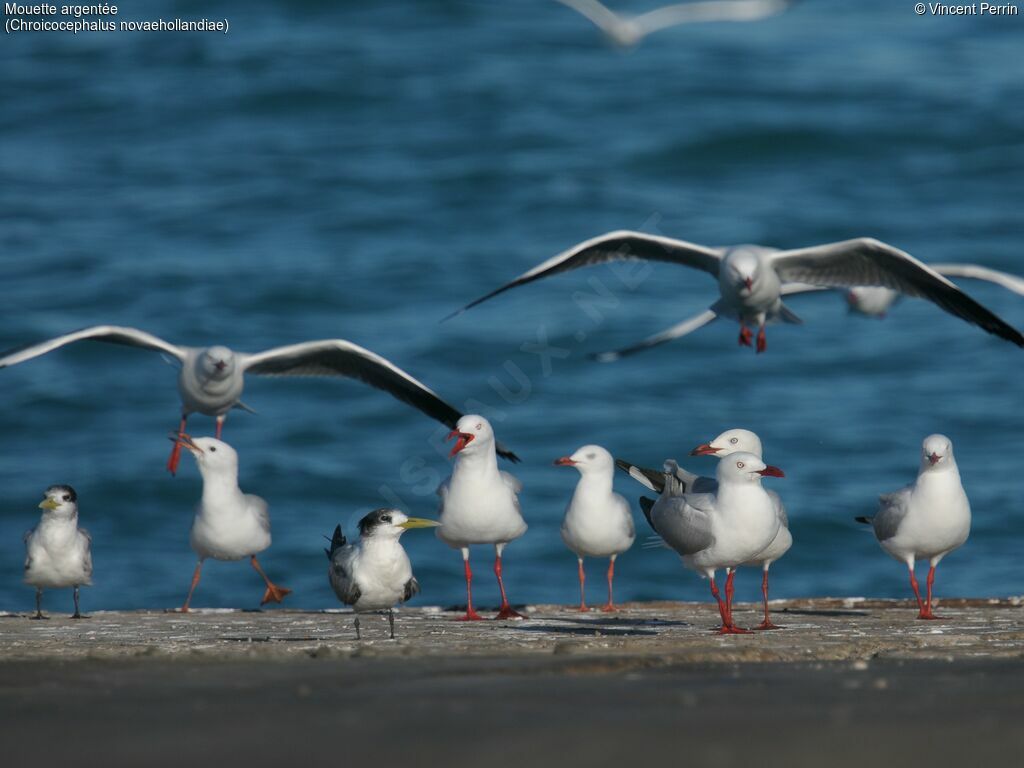 Mouette argentée