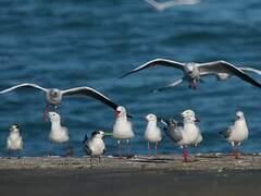 Silver Gull