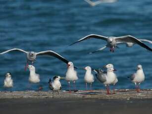 Mouette argentée