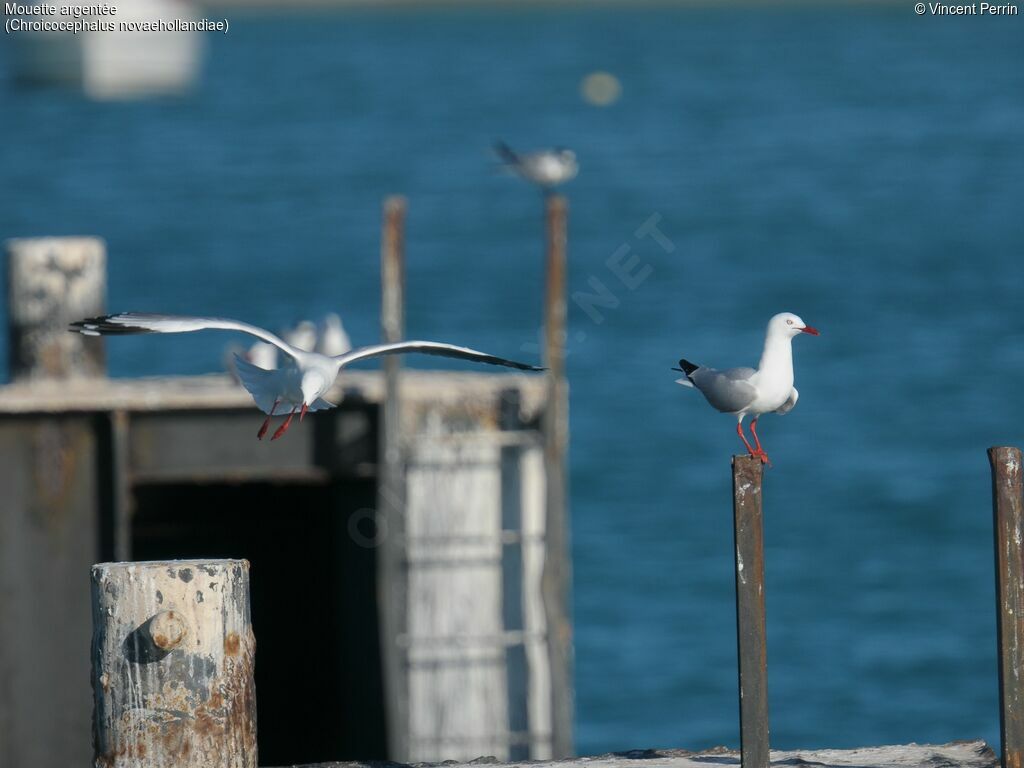 Silver Gull