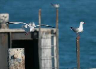 Mouette argentée