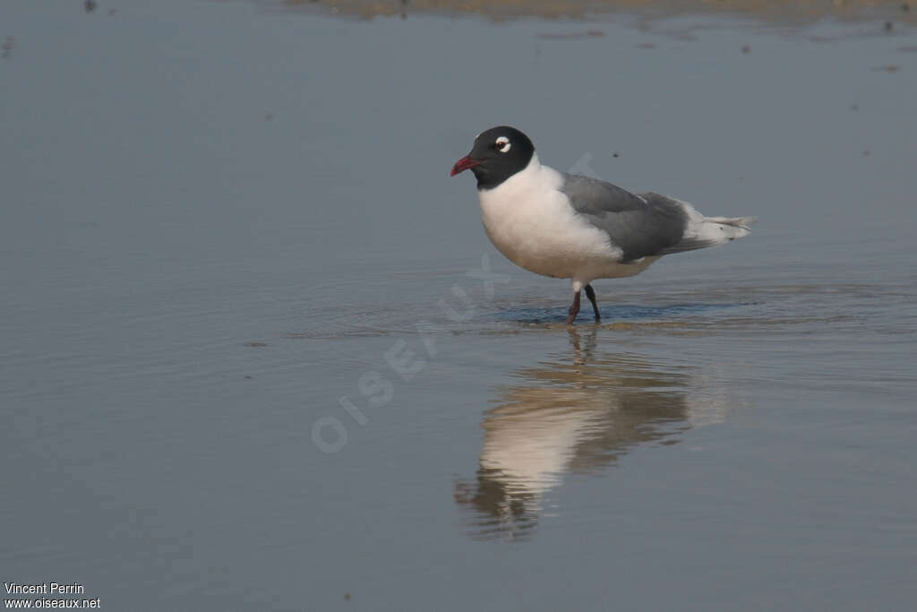 Mouette de Franklinadulte nuptial, identification