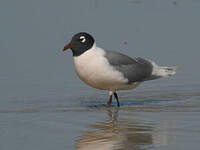 Mouette de Franklin