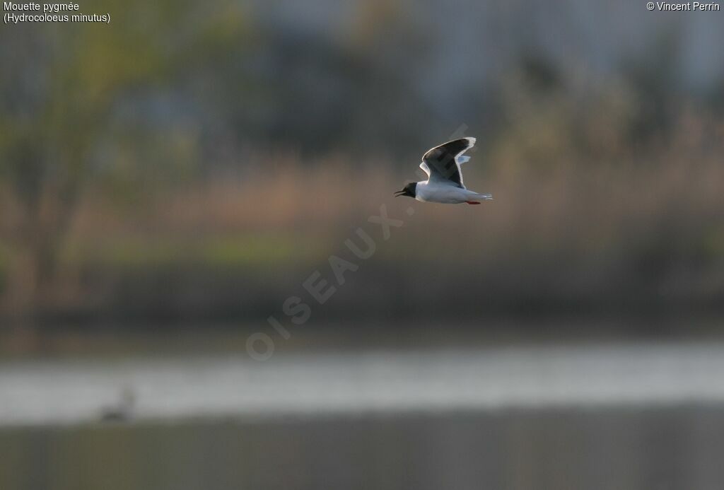 Mouette pygméeadulte