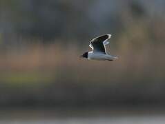 Little Gull