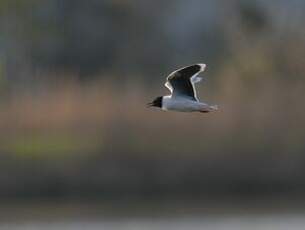 Mouette pygmée