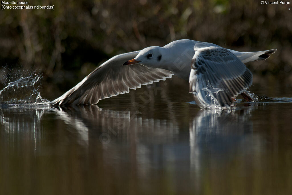 Black-headed GullFirst year