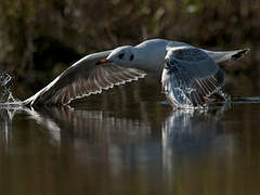 Mouette rieuse