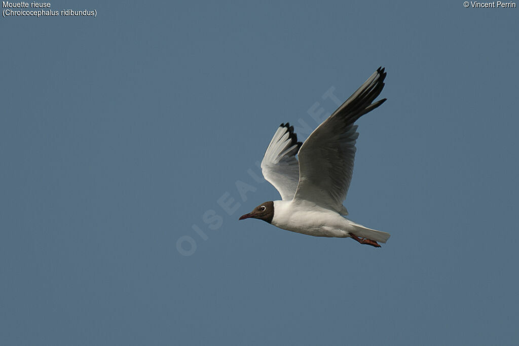 Black-headed Gulladult breeding