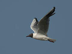 Mouette rieuse