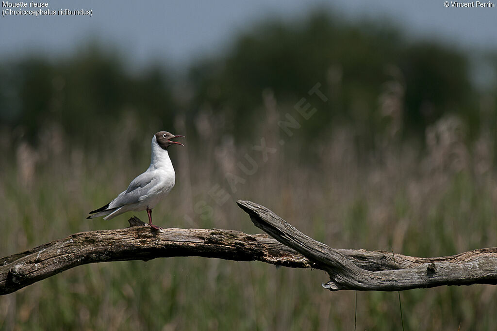 Black-headed Gulladult breeding