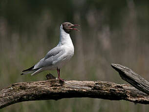 Mouette rieuse