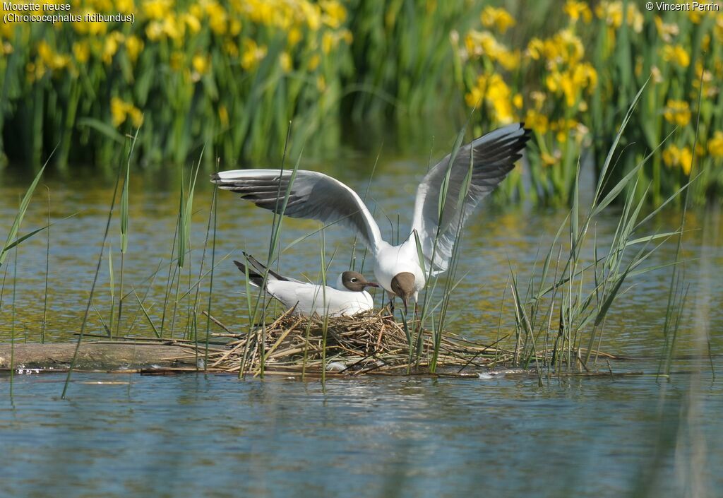 Black-headed Gulladult, Reproduction-nesting