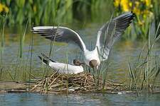 Mouette rieuse