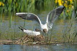 Mouette rieuse