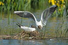 Black-headed Gull