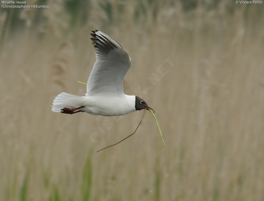 Mouette rieuseadulte nuptial, Nidification