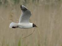 Mouette rieuse