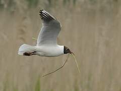 Black-headed Gull