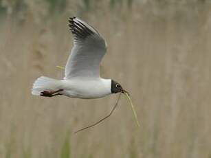 Mouette rieuse