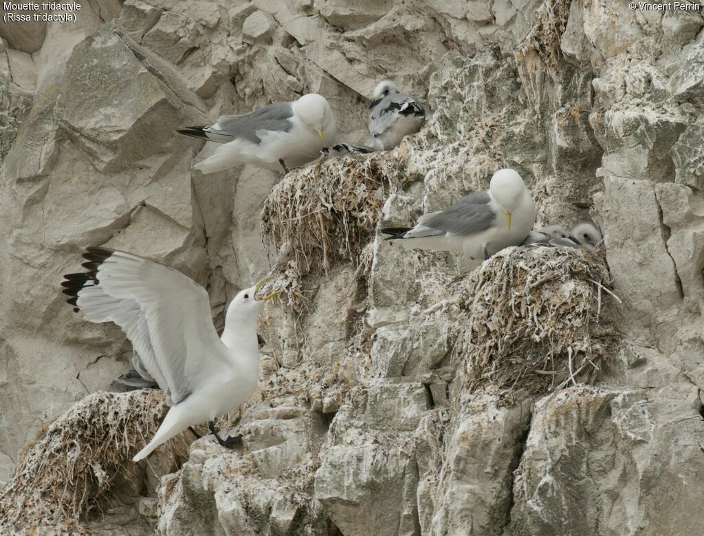 Mouette tridactyle, Nidification