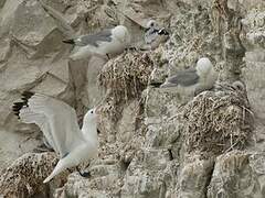 Mouette tridactyle