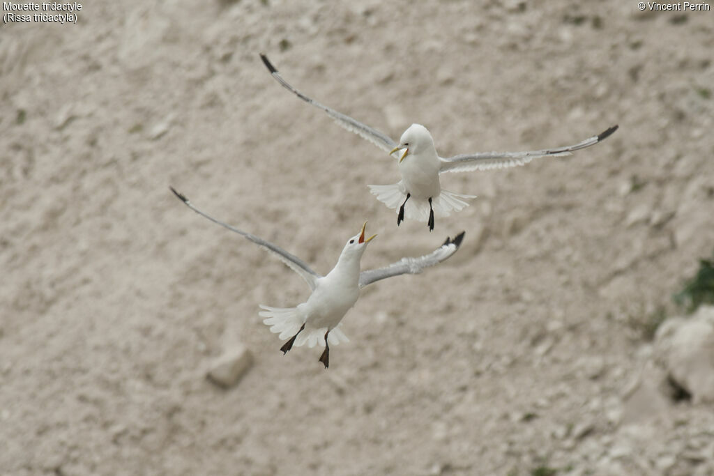 Mouette tridactyle, Nidification