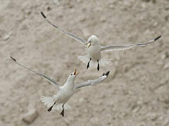 Black-legged Kittiwake