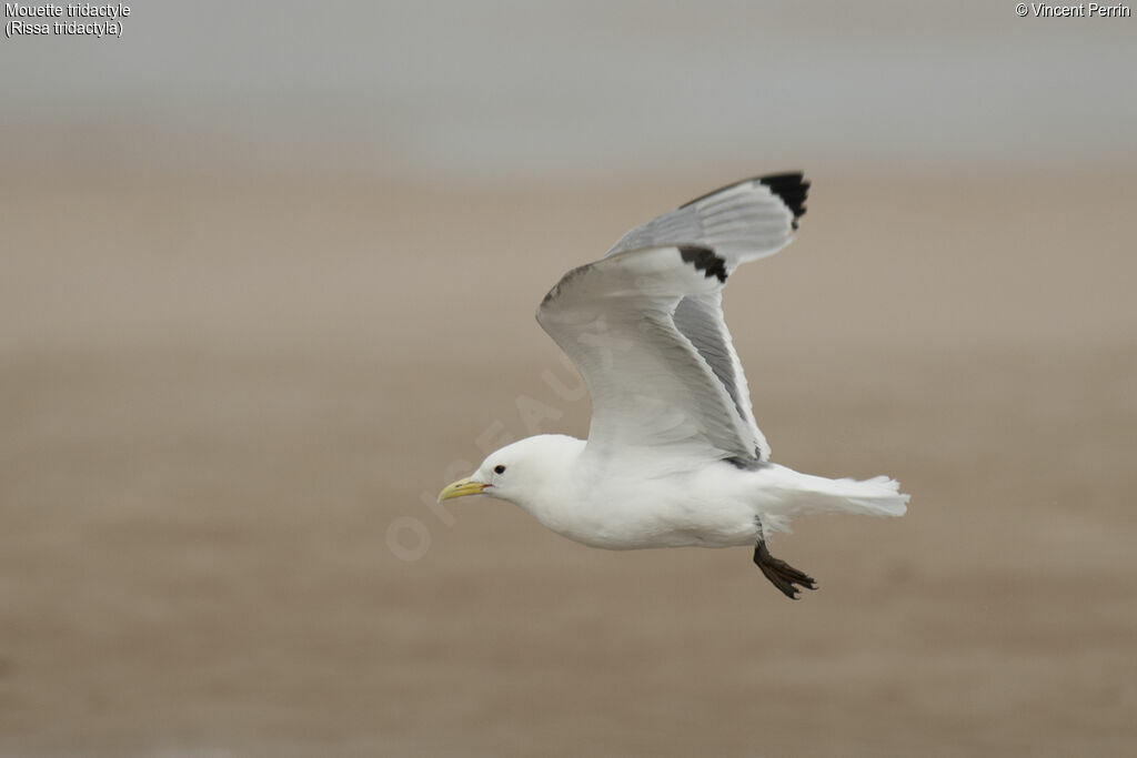 Mouette tridactyleadulte