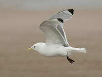 Mouette tridactyle