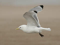 Black-legged Kittiwake