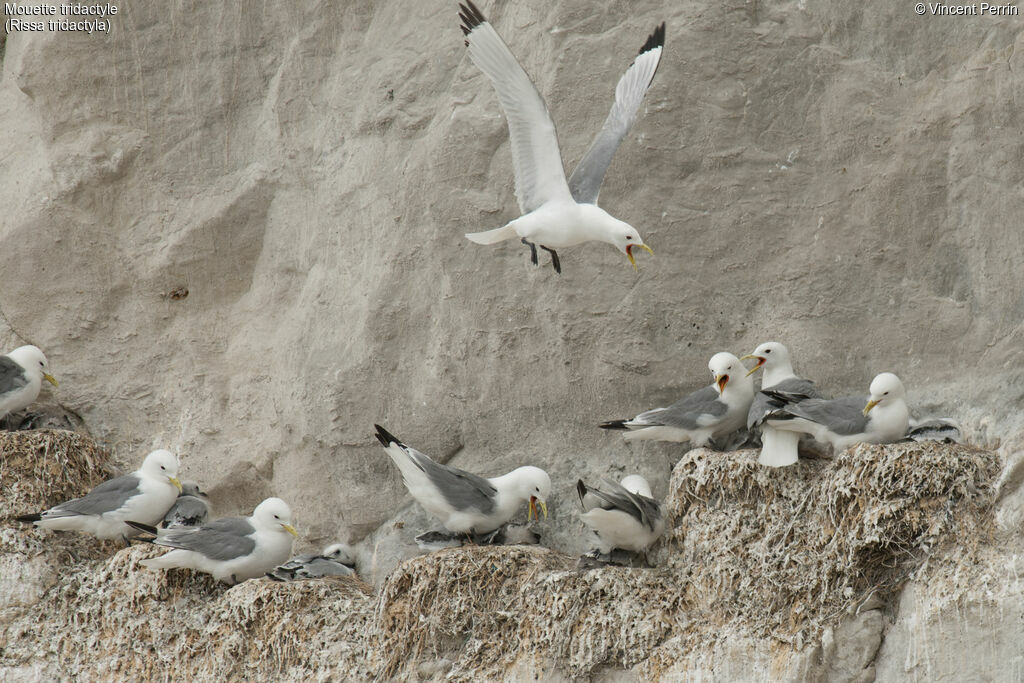 Black-legged Kittiwake, Reproduction-nesting