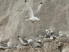 Black-legged Kittiwake