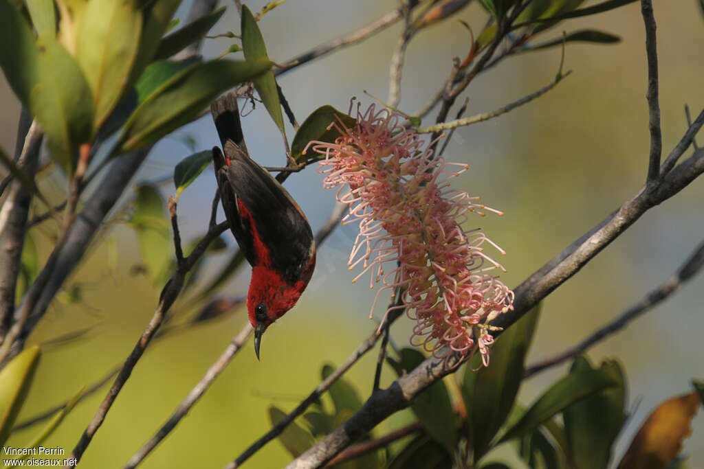 New Caledonian Myzomelaadult, feeding habits