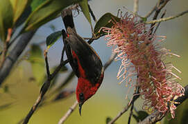 New Caledonian Myzomela