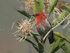 New Caledonian Myzomela