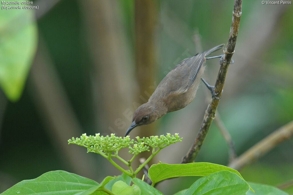 Dusky Myzomela