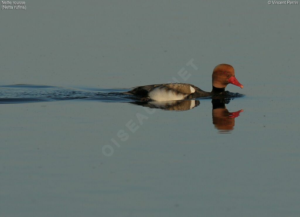 Red-crested Pochard male adult