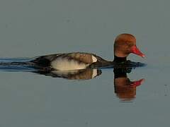 Red-crested Pochard