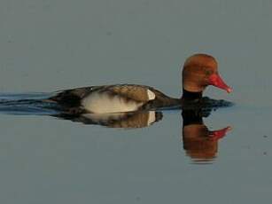 Nette rousse