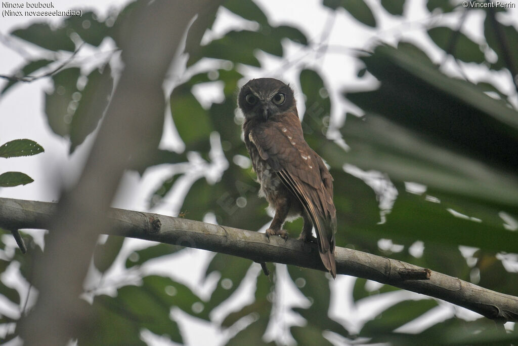 Morepork