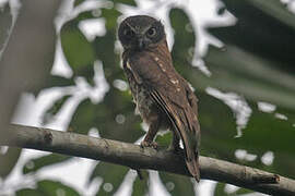 Morepork