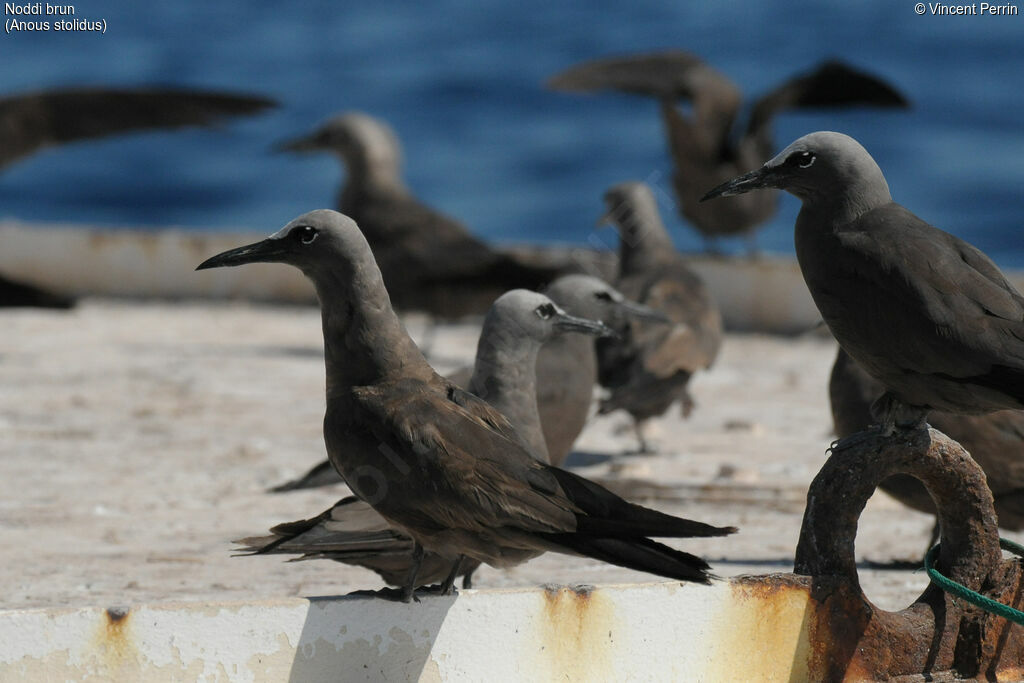 Brown Noddy