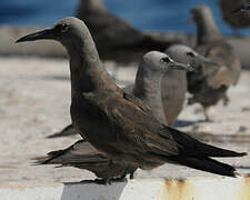 Brown Noddy