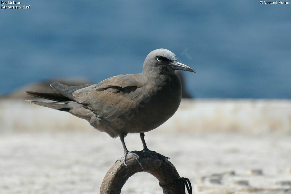 Brown Noddy