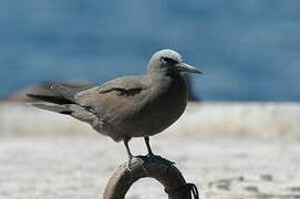 Brown Noddy